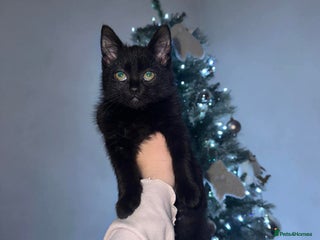 Mixed Breed cats - Advert 17