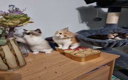 Persian cats for sale: Persian kittens - Image 1