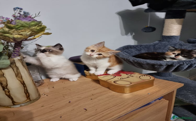 Persian cats - Advert 1