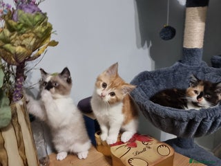 Persian cats for sale - Advert 1