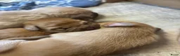 Mixed Breed dogs for sale: Boerboel x Rhodesian Ridgeback - Advert 6