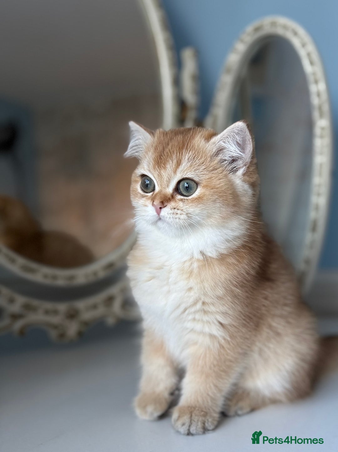 British Shorthair cats for sale: ✨ Golden BSH girls Looking for Loving Homes ✨ - Advert 20