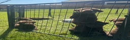 Labrador Retriever dogs for sale: KC chocolate Labrador puppies for sale - Advert 6
