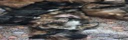 Shih Tzu dogs for sale: Pupies for sold. - Advert 11