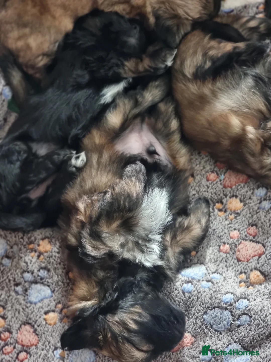Shih Tzu dogs for sale: Pupies for sold. - Advert 11