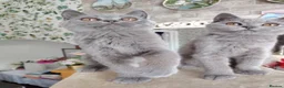 British Shorthair cats for sale: Beautiful british shirt hair kitten - Advert 1