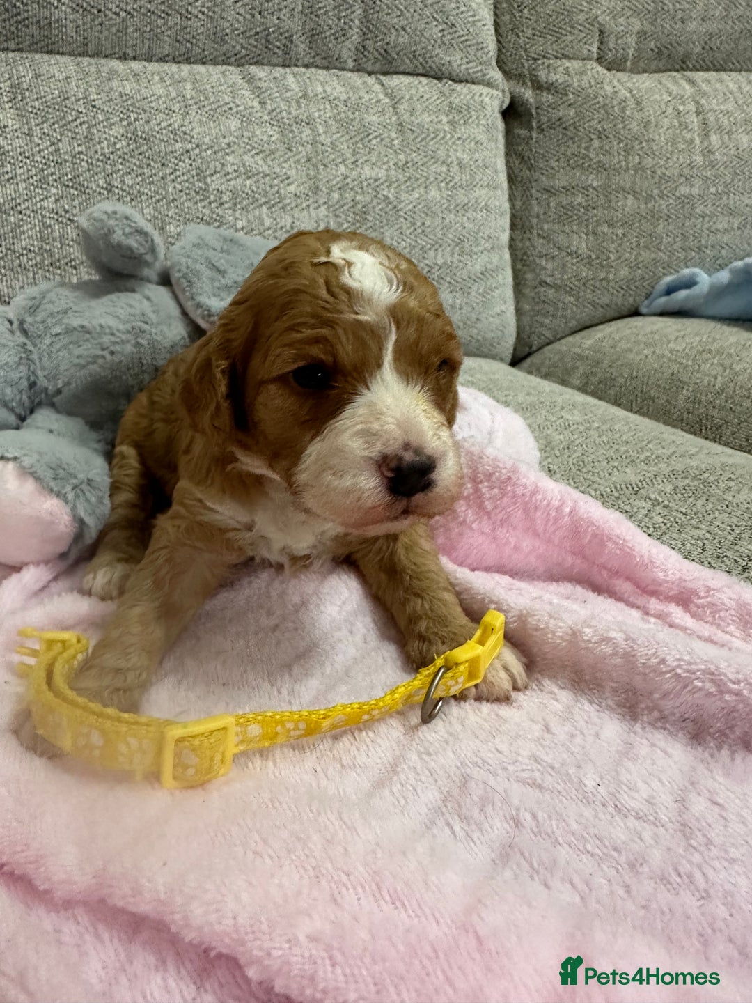 Cavapoo dogs for sale: Stunning F1b Cavapoos - Advert 15
