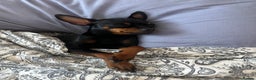 Miniature Pinscher dogs for sale: Loving Homes Wanted for Two Miniature Pinschers - Advert 3