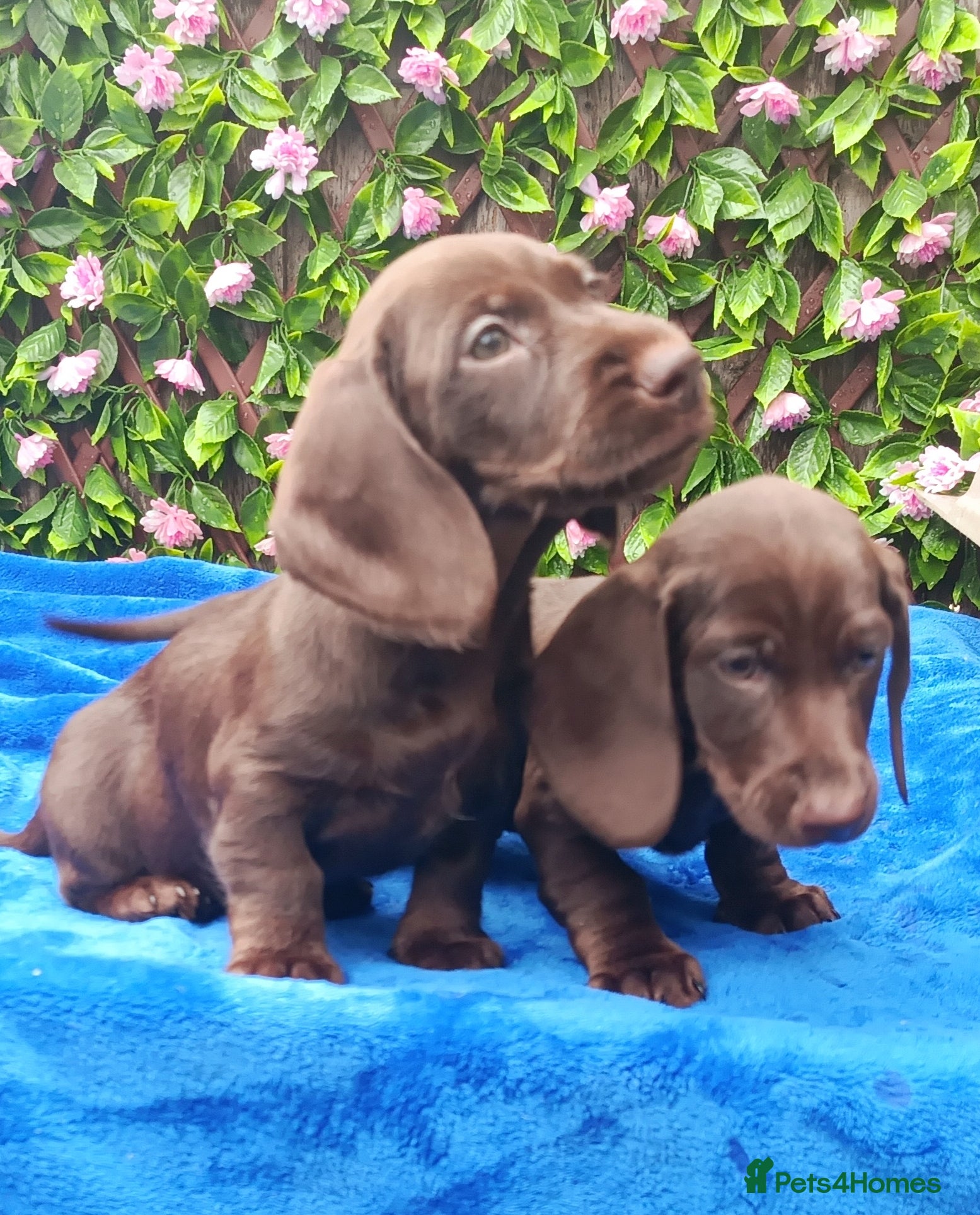 Miniature Dachshund dogs MINI WIRES KC REG LAFORA PRA CLEAR - Advert 12