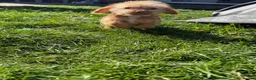 Mixed Breed dogs for sale: Schweenie - Advert 2