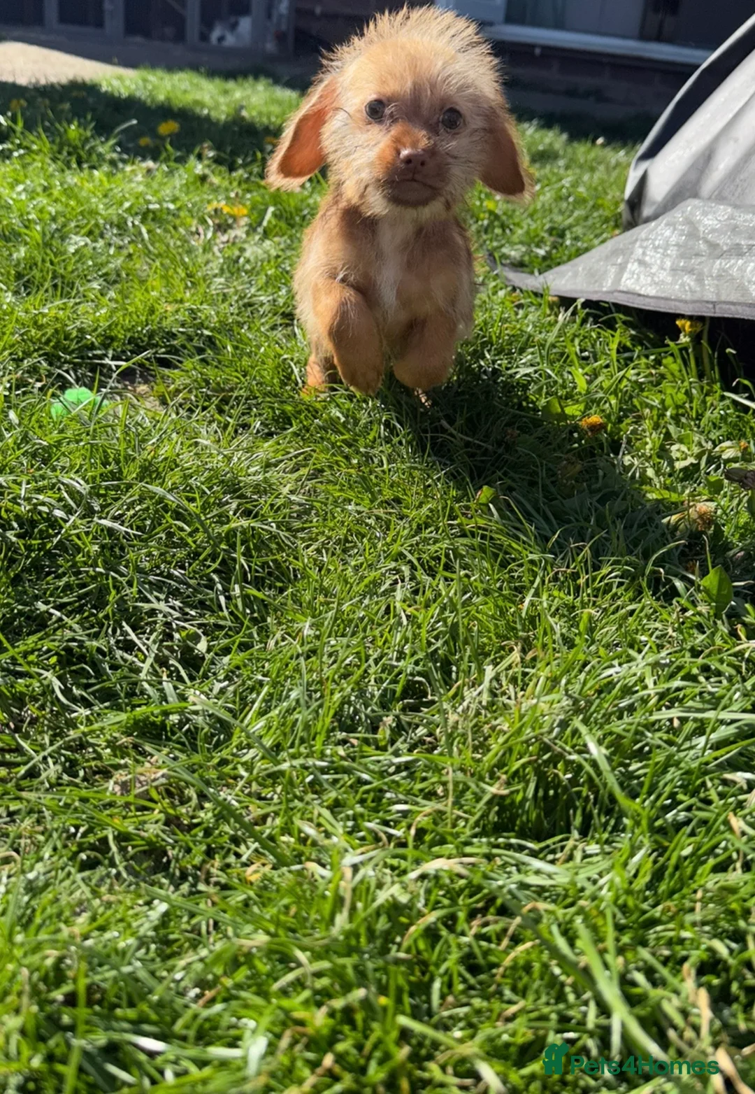 Mixed Breed dogs for sale: Schweenie - Advert 2