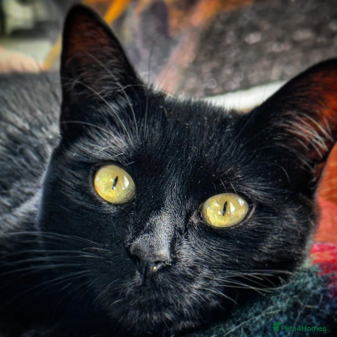 Bombay cats for sale: 🌸 Female Cat Looking for a New Home 🌸 - Advert 18