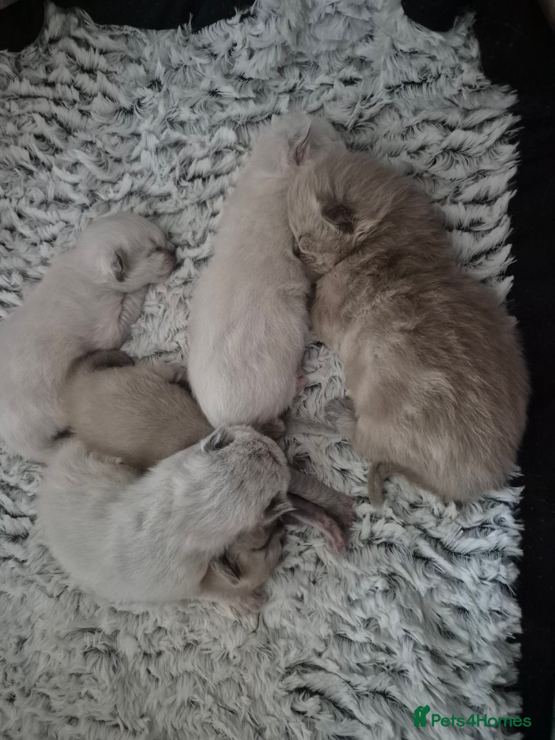 Ragdoll cats for sale: Beautiful ragdoll kittens  - Image 9