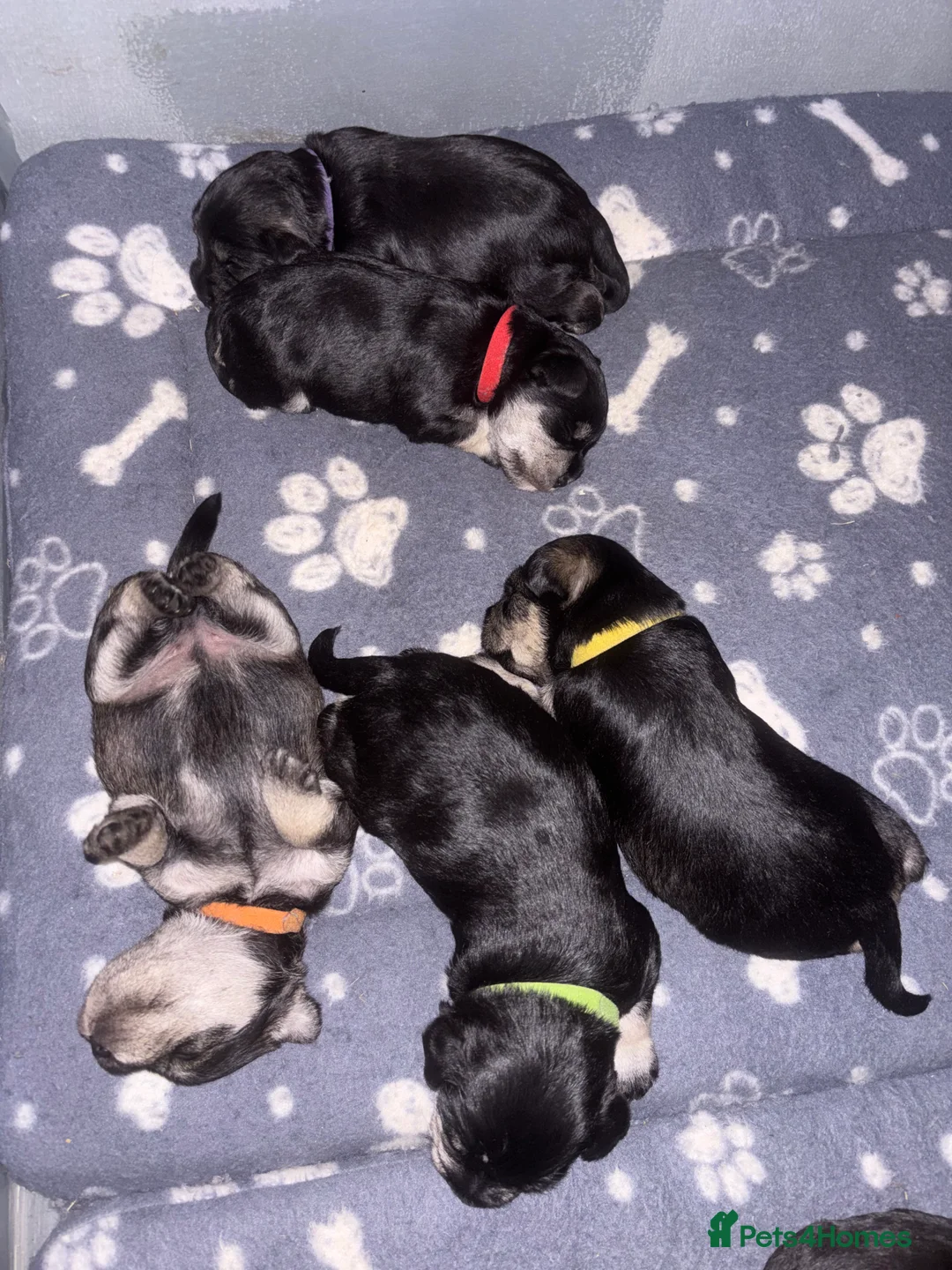 Miniature Schnauzer dogs for sale: Stunning Puppies - Advert 13