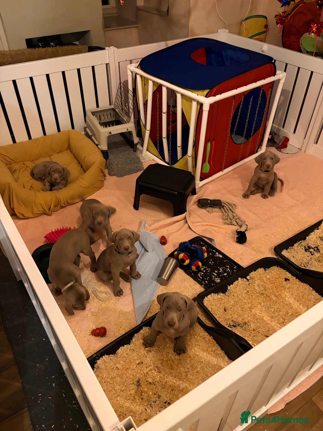 Weimaraner dogs for sale: 1 boy unexpectedly available from a super litter - Image 3