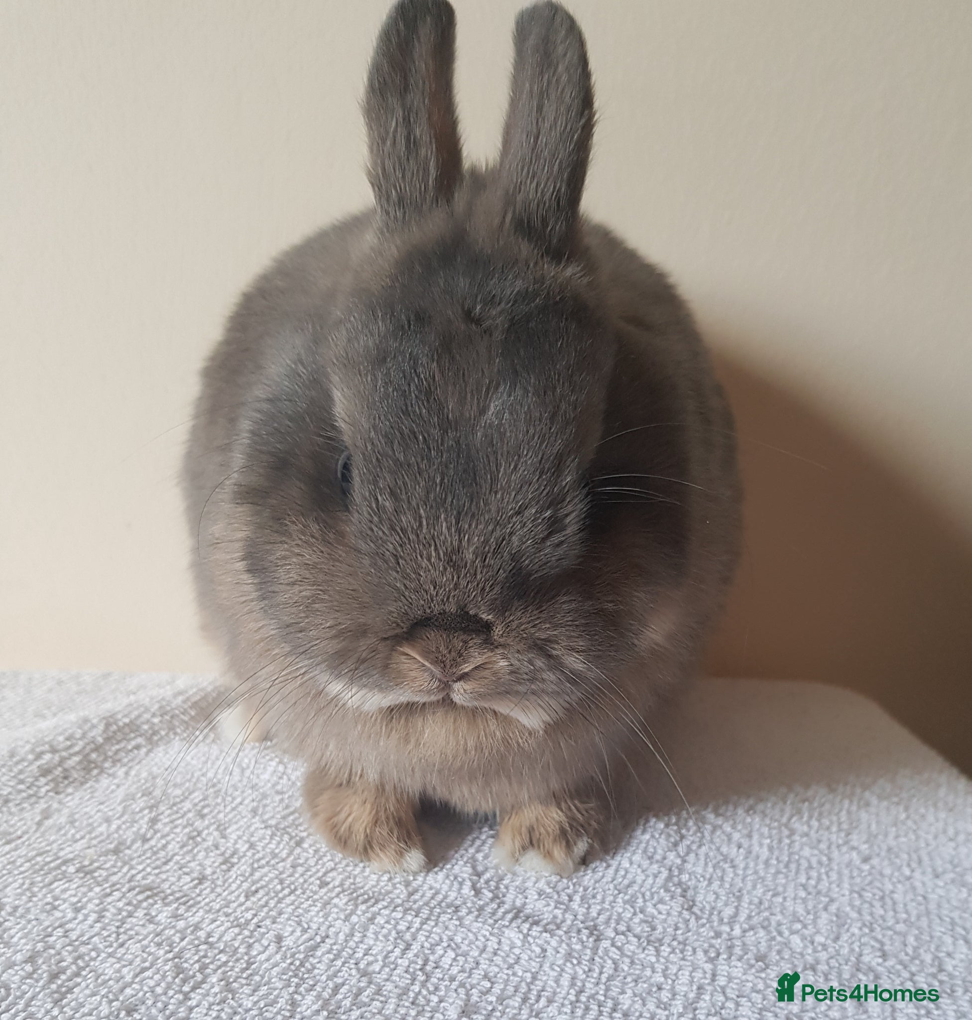 Netherland Dwarf rabbits for sale: Young Opal Netherland Dwarf - Advert 3