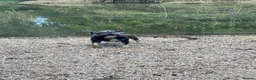 French Bulldog dogs for sale: Willow - Advert 2