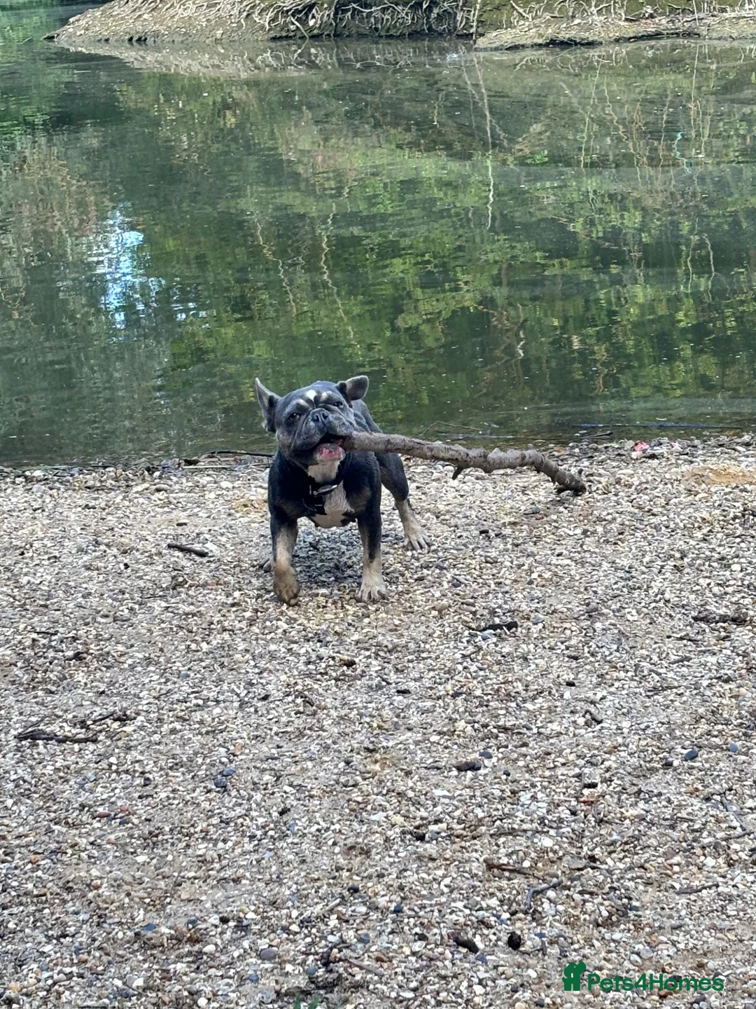 French Bulldog dogs for sale: Willow - Advert 2