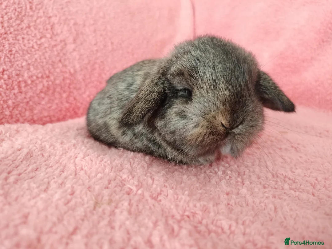 Mini Lop rabbits for sale: Baby mini lops for sale  - Advert 3