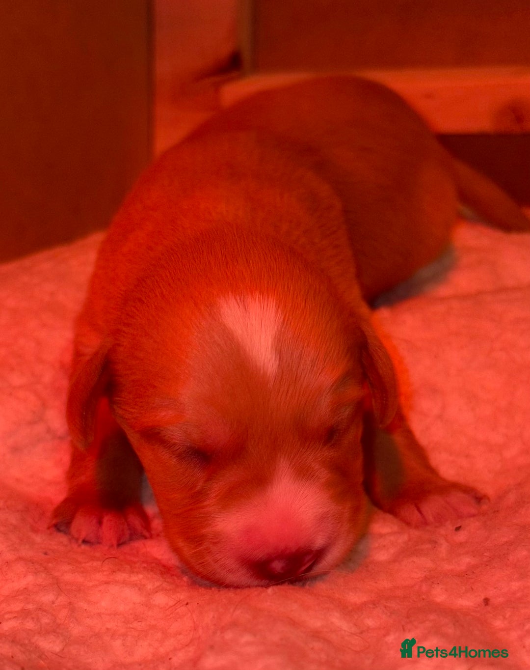 Cockerdor dogs for sale: Beautiful litter of Cockerdor puppies  - Advert 5