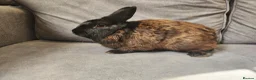 Mixed Breed rabbits for sale: 4 beautiful mixed breed rabbits see Description. - Advert 16