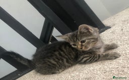 Mixed Breed cats for sale: Gorgeous Tabby Girl Kittens Ready  - Image 18