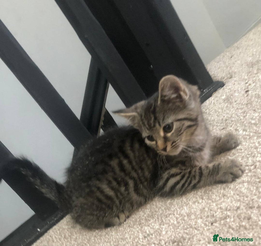 Mixed Breed cats for sale: Gorgeous Tabby Girl Kittens Ready  - Image 18