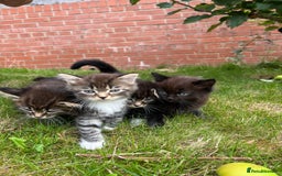 Ragdoll cats for sale: Beautiful Fluffy Ragdoll Cross Kittens For Sale - Image 14
