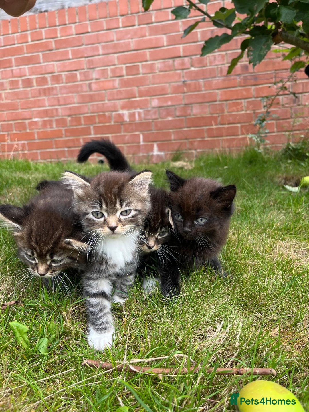 Ragdoll cats for sale: Beautiful Fluffy Ragdoll Cross Kittens For Sale - Image 14