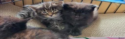 Maine Coon cats for sale: Two beautiful Maine Coon Kittens  in Ashford - Advert 19