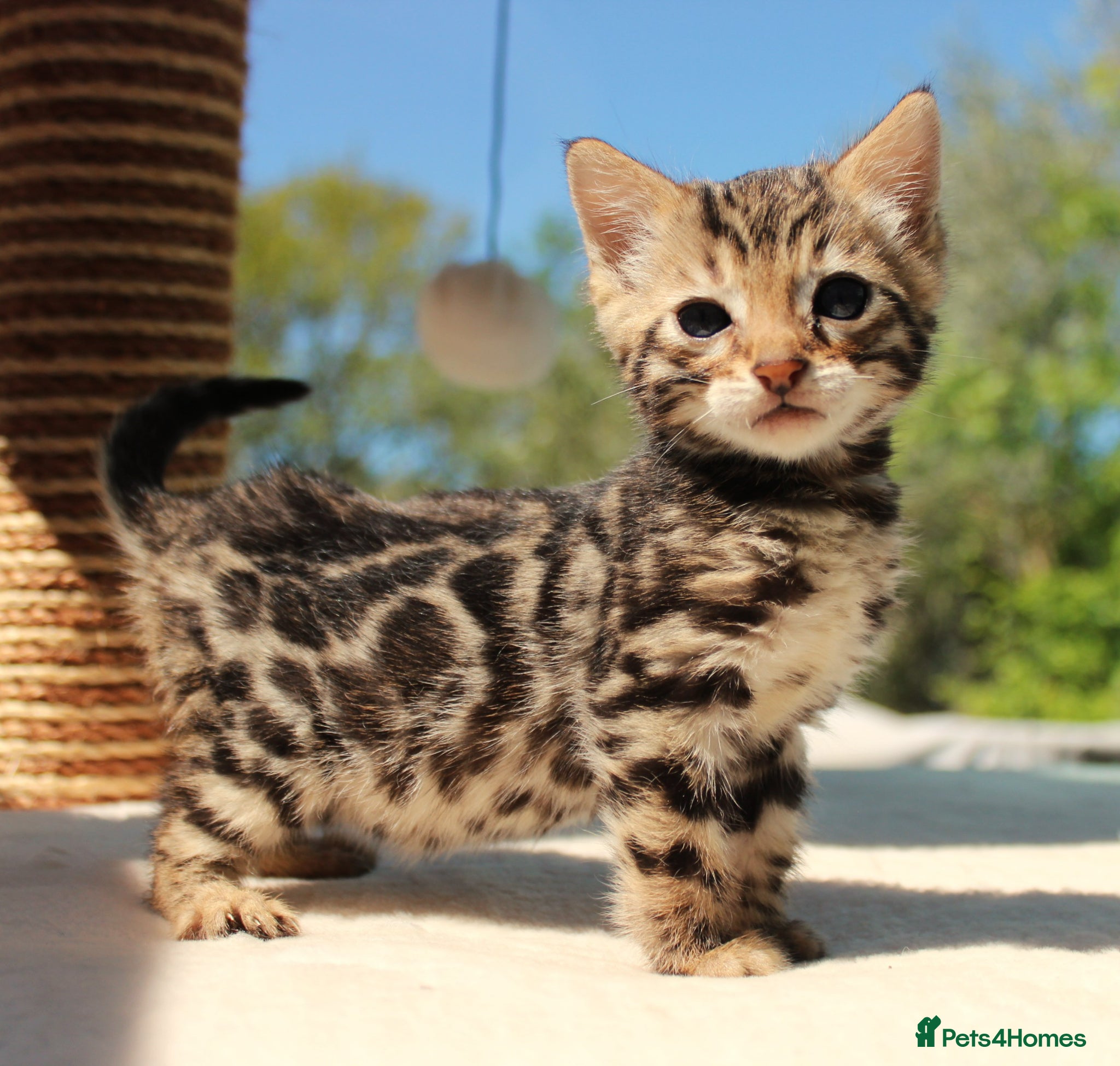 Bengal cats CUTE BENGAL FEMALE (TICA REG) - Advert 2