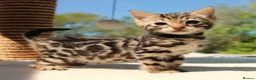 Bengal cats for sale: CUTE BENGAL FEMALE (TICA REG) - Advert 14