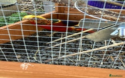 Pheasants poultry for sale: Paired of Golden Pheasants  - Image 1