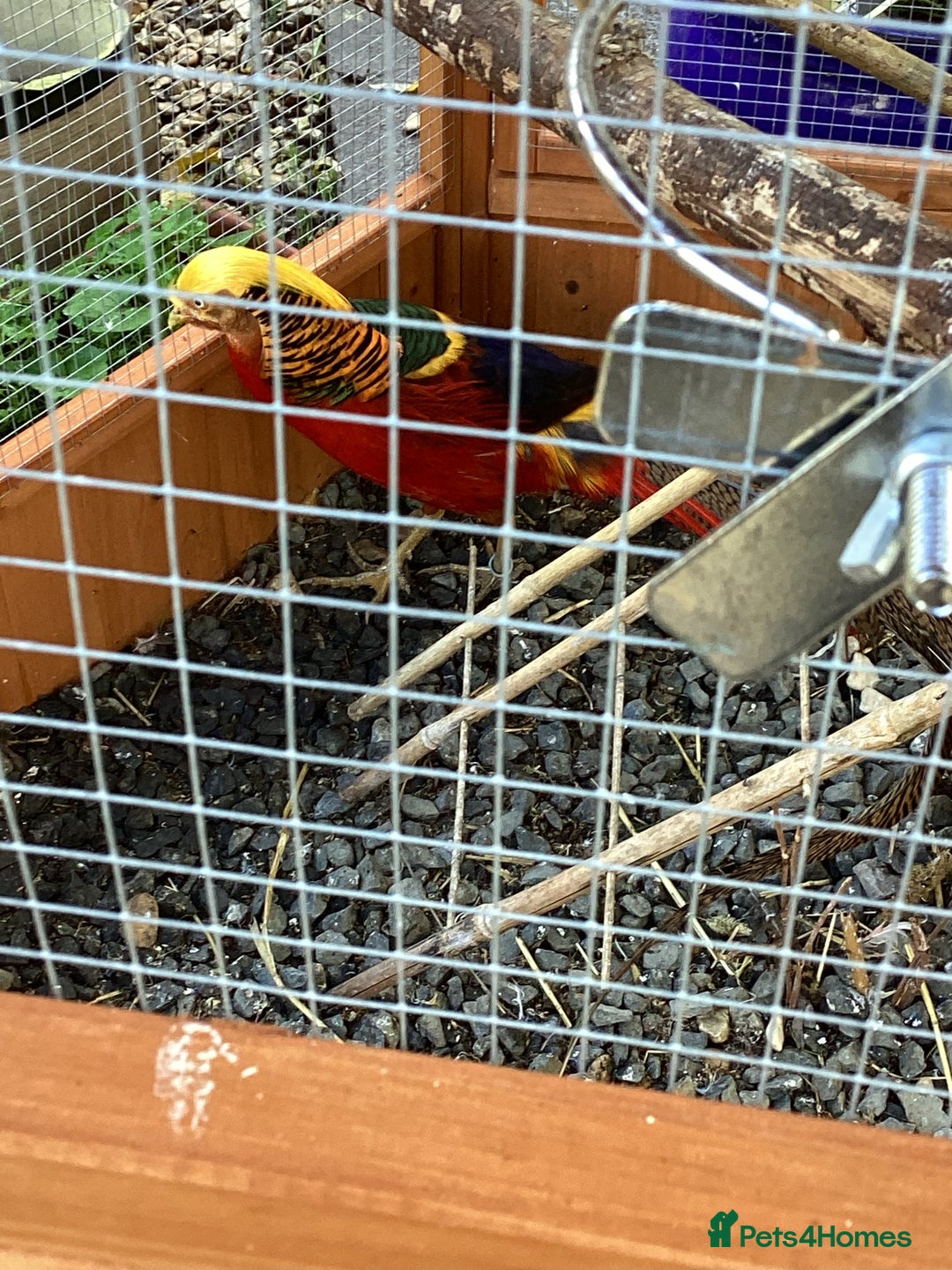 Pheasants poultry for sale: Paired of Golden Pheasants  - Image 1