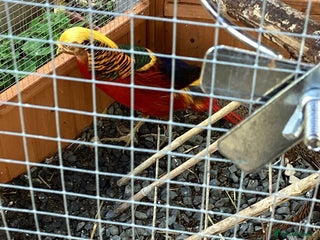 Pheasants poultry for sale - Advert 1