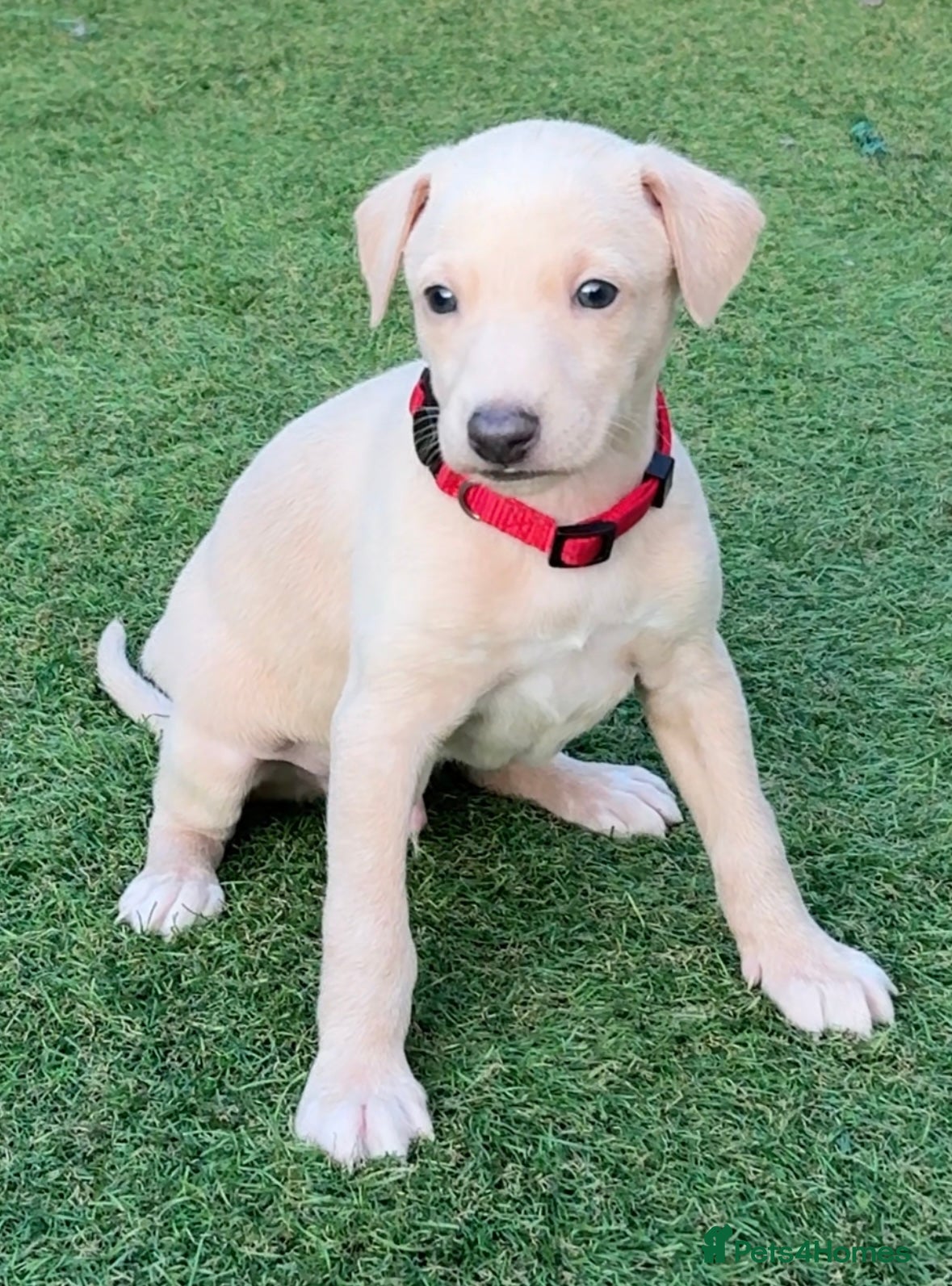 Italian Greyhound dogs Ready To Leave 7th March Italian Greyhound Puppies - Advert 15