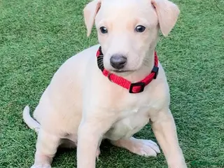 Italian Greyhound dogs Ready To Leave 7th March Italian Greyhound Puppies - Advert 15