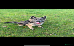 German Shepherd dogs for sale: Beautiful German Shepherd Puppies  - Image 10