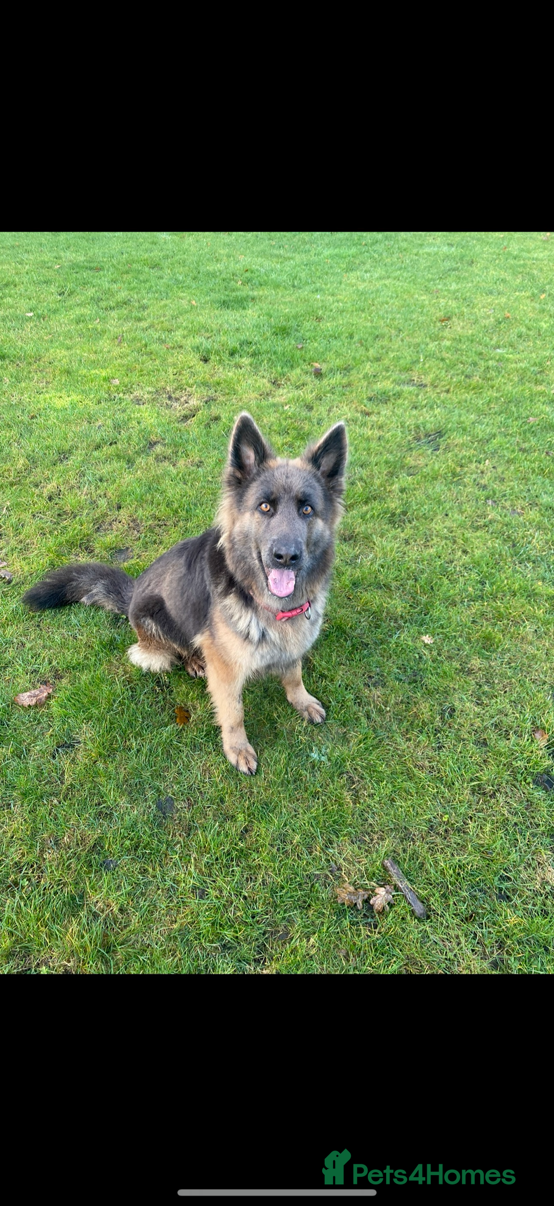 German Shepherd dogs for sale: Beautiful German Shepherd Puppies  - Image 10