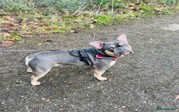 French Bulldog dogs for stud: Hugo Reginald For Stud  - Image 2