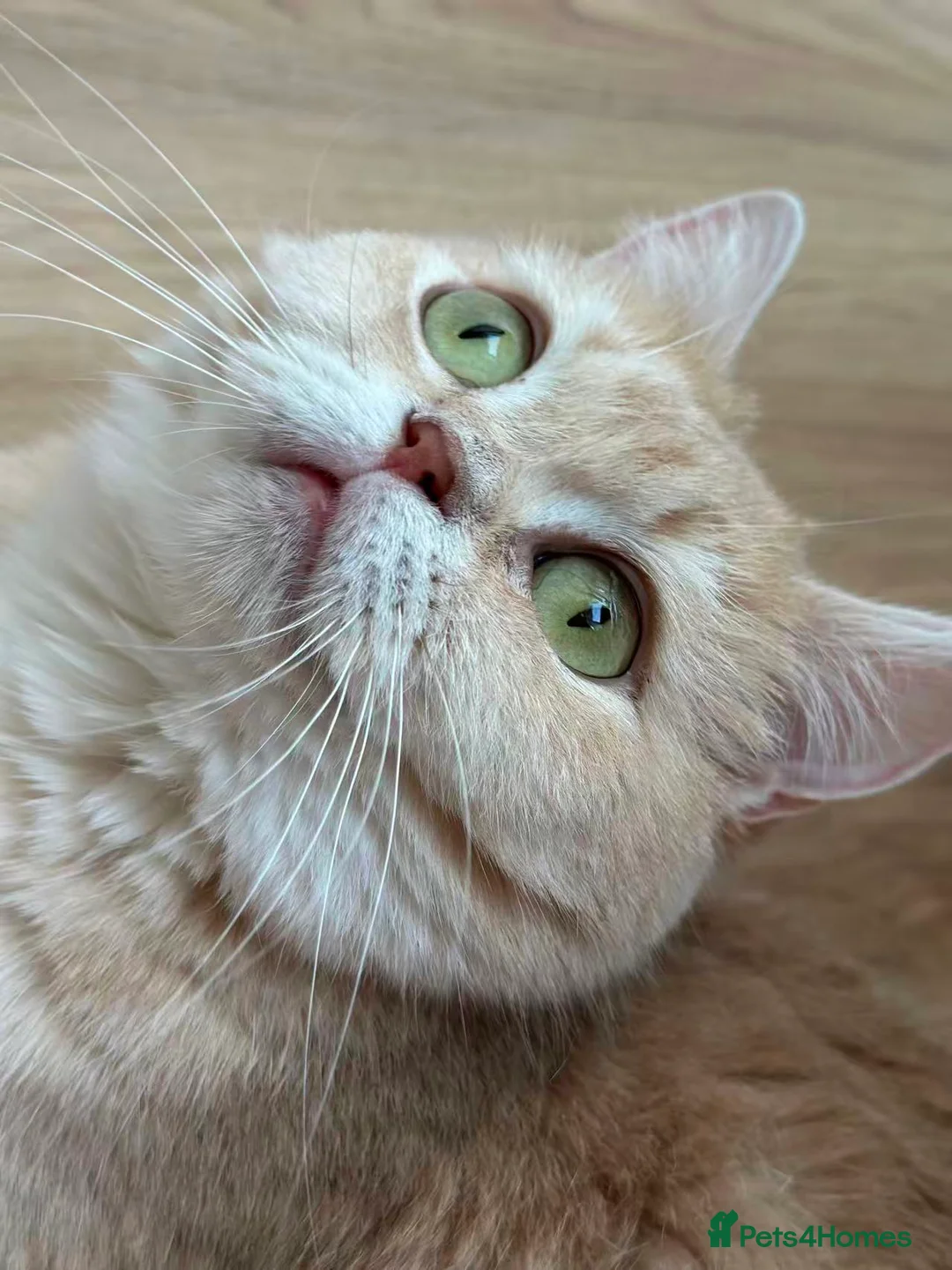 British Shorthair cats for sale: Loving Lilac Golden British Shorthair Boy - Advert 2