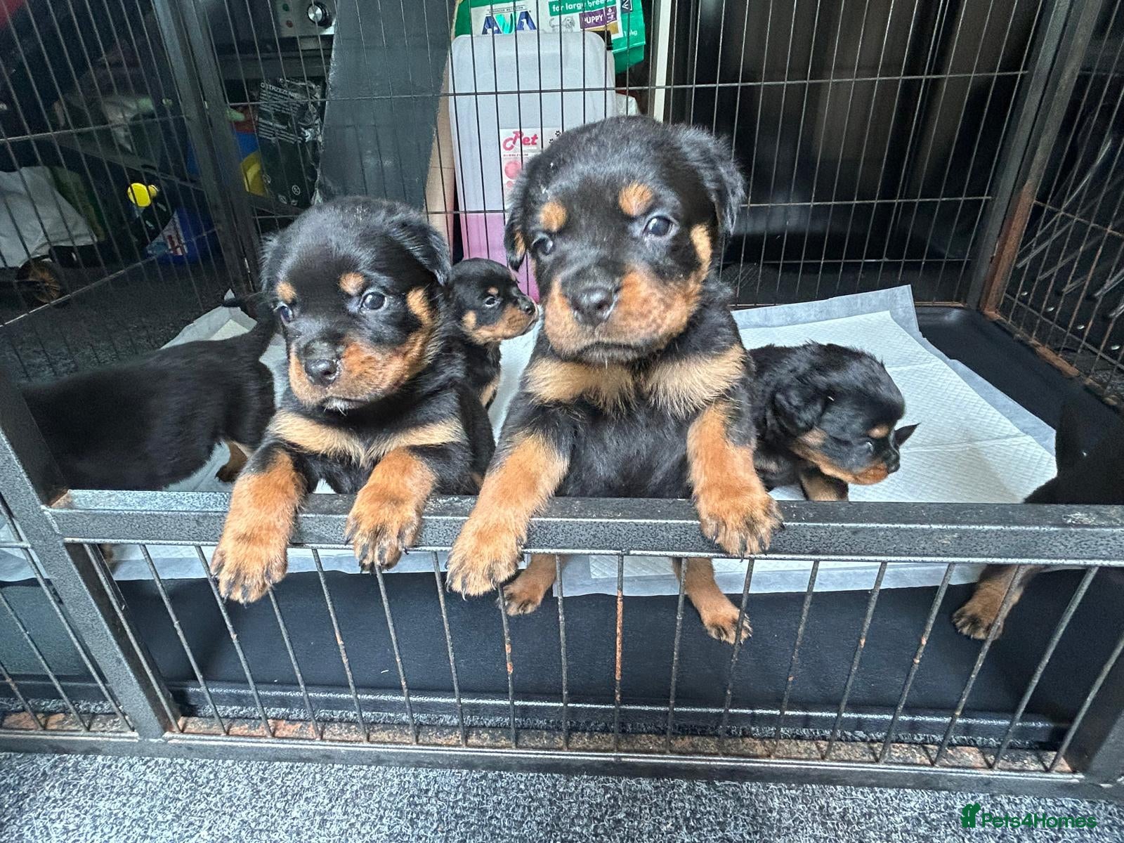 Rottweiler dogs Rottwiler puppies - Advert 2