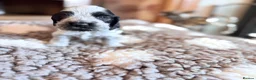 Cocker Spaniel dogs for sale: KC  Show cocker spaniel pups - Advert 18