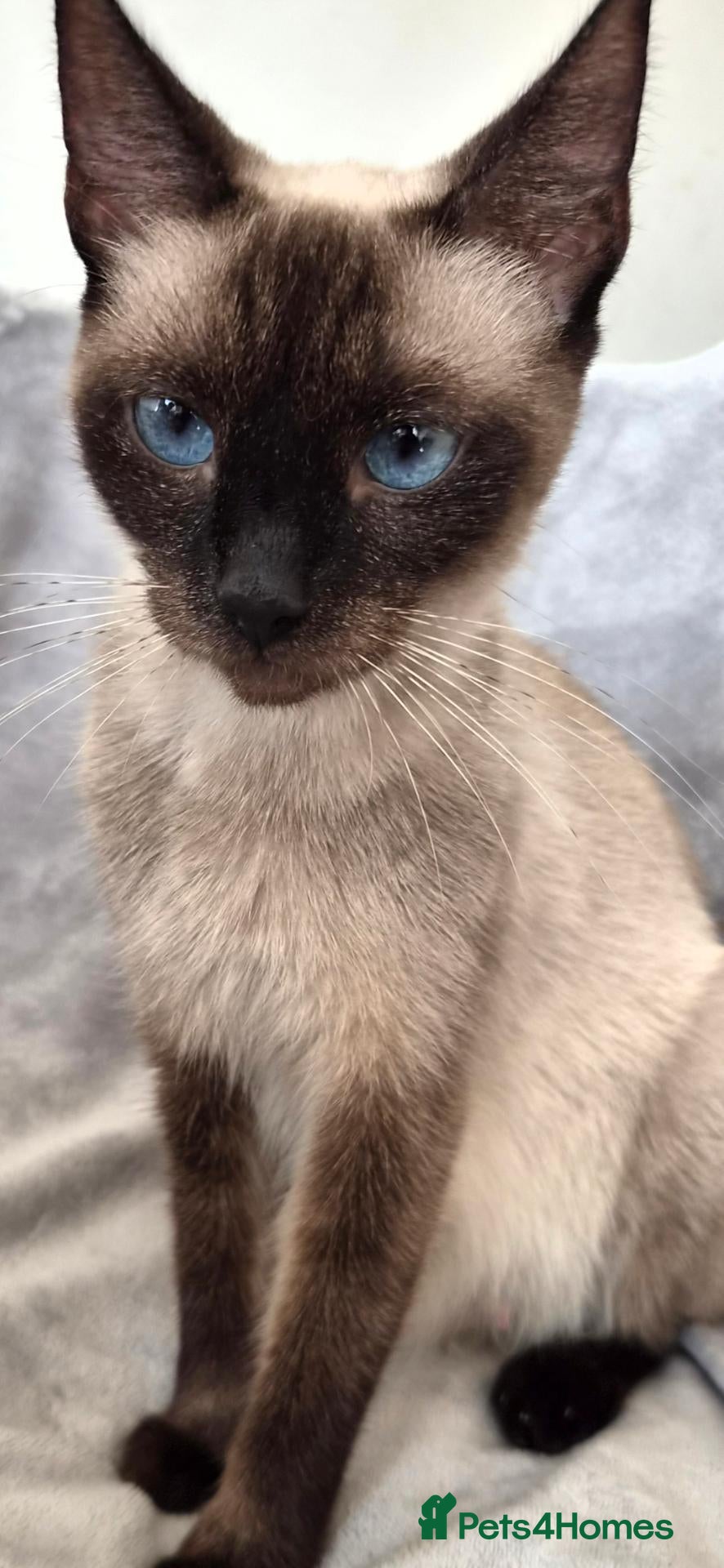 Siamese cats Silver colour point kittens  - Advert 13