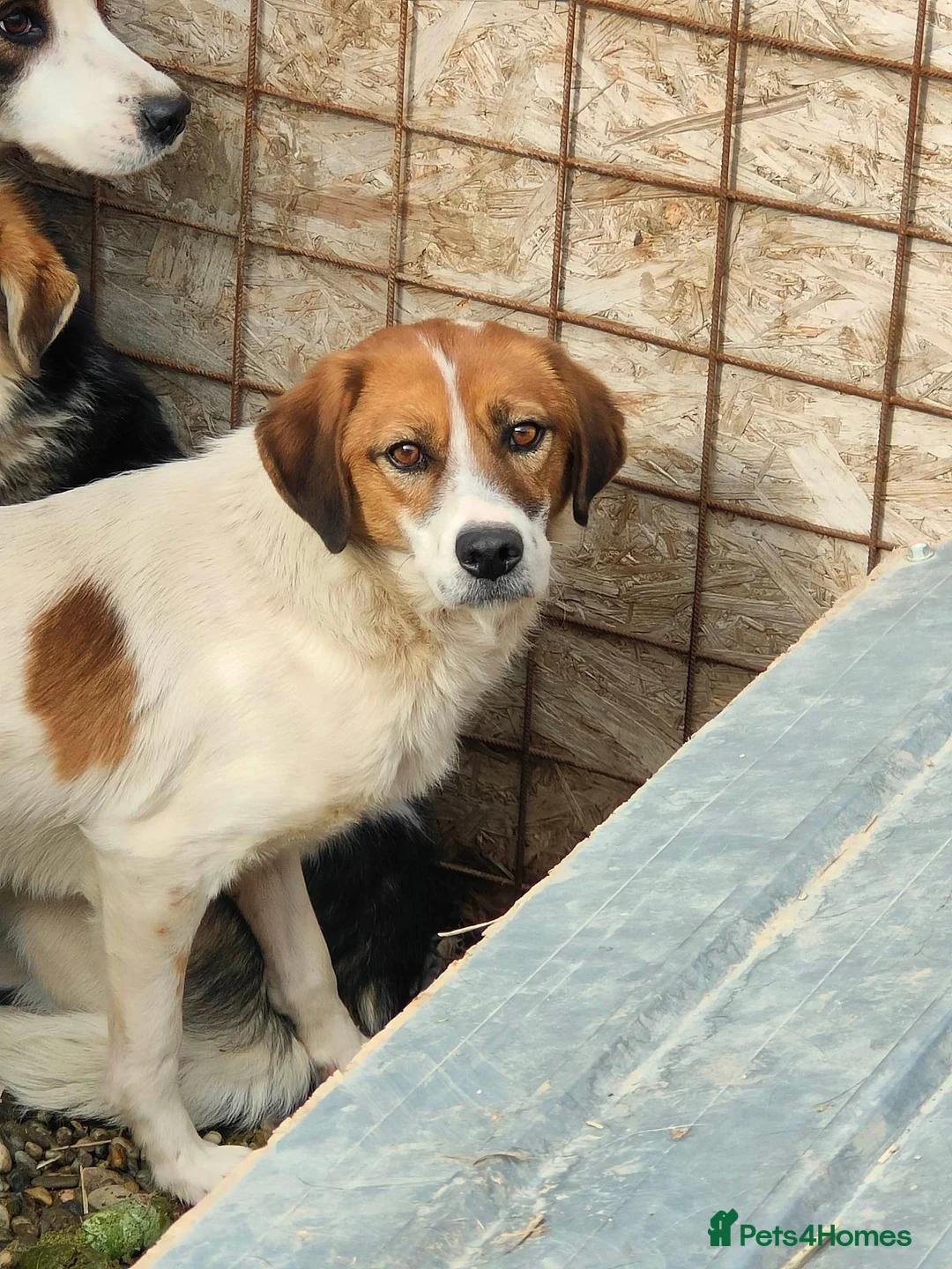 Mixed Breed dogs for adoption: Bonded Trio Seeking Sanctuary 🐾 - Advert 7