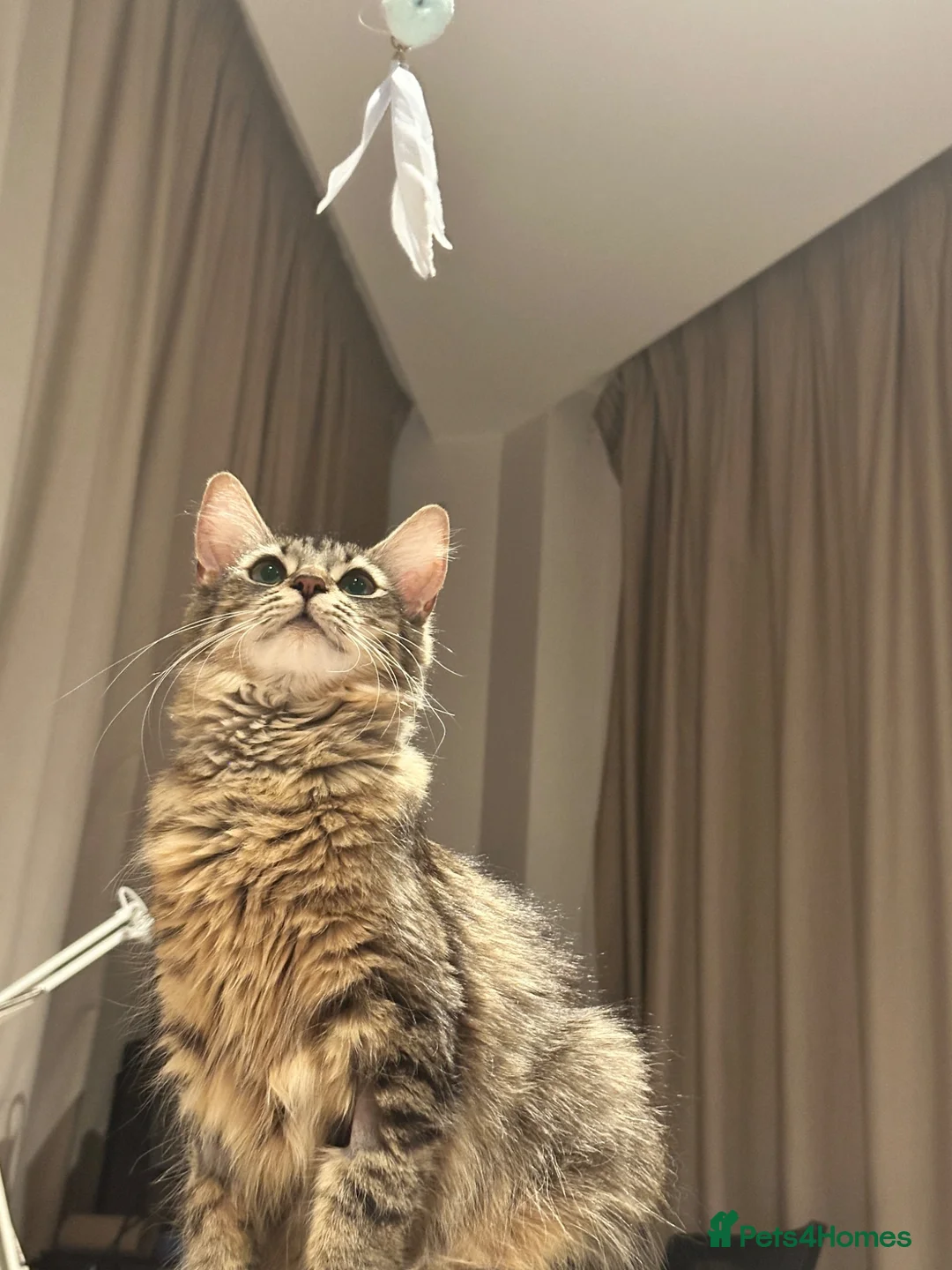 Domestic Shorthair cats for sale: Pretty nice kittens to rehome  - Advert 1