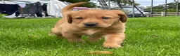 Labrador Retriever dogs for sale: Beautiful KC Labrador Pups Ready To Leave - Advert 18