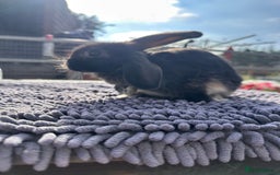 Mini Lop rabbits for sale: Female mini lops  - Image 22
