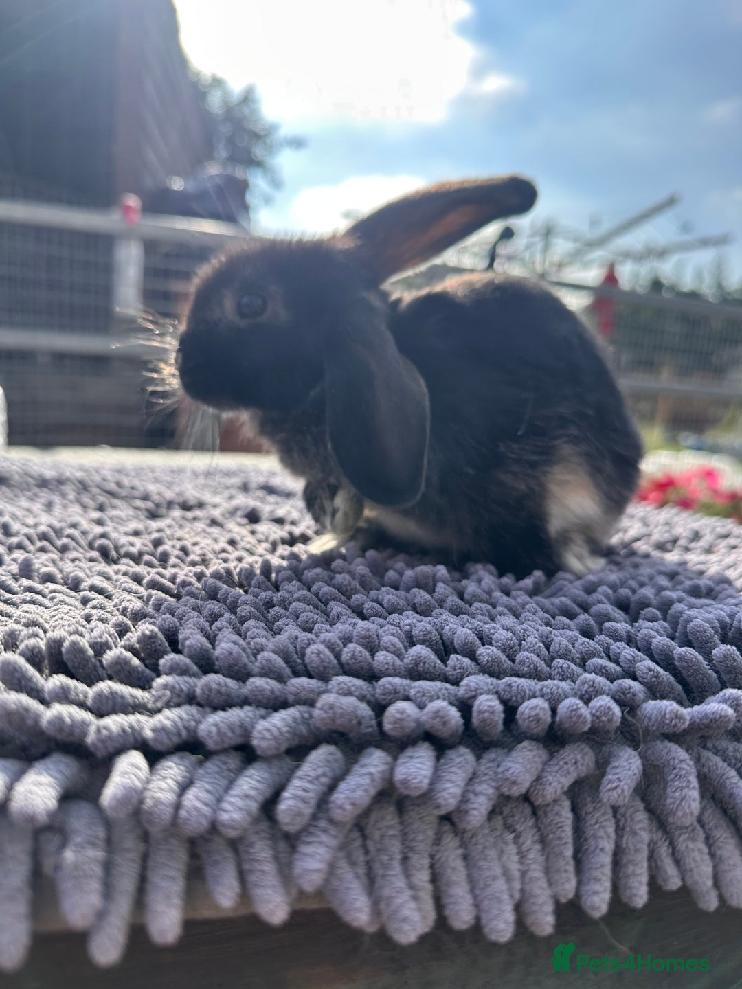 Mini Lop rabbits for sale: Female mini lops  - Image 22