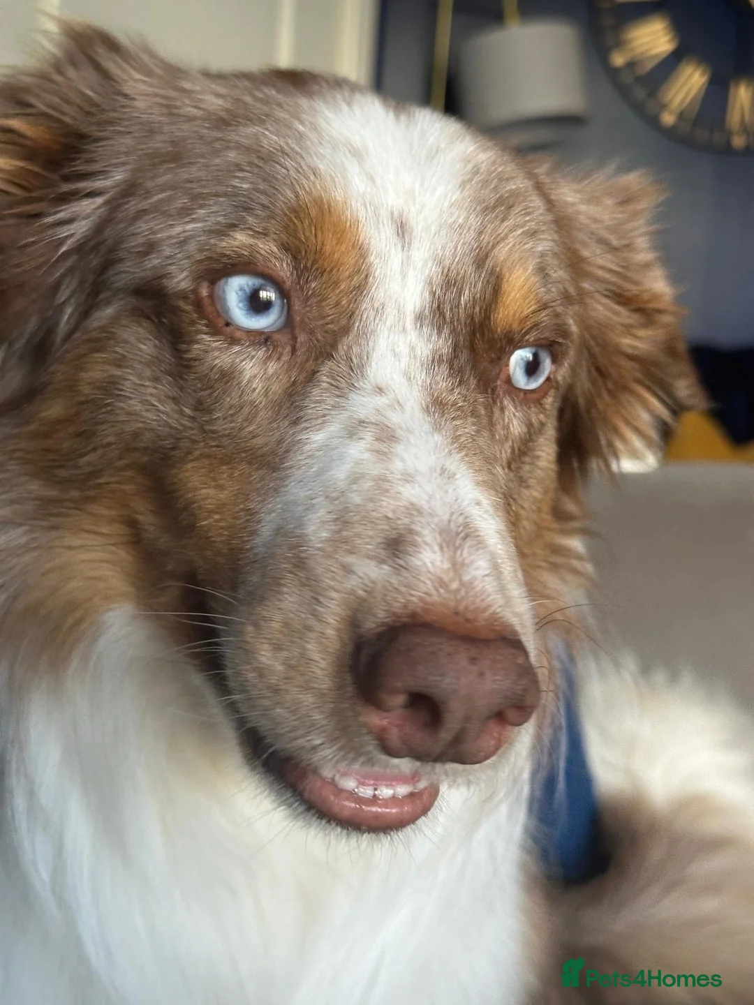 Mixed Breed dogs for sale: Shollie litter expected on the 16th of September - Advert 2
